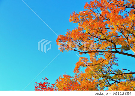快晴の青空と鮮やかな紅葉 快晴の青空と鮮やかな紅葉 93112804
