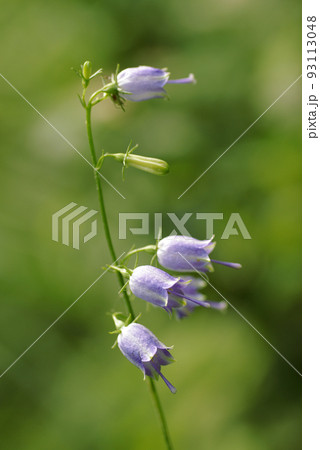 ツリガネニンジン 釣鐘人参 の下向きに咲く薄紫の花が可愛いの写真素材