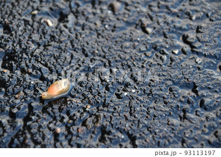ナメクジ 93113197