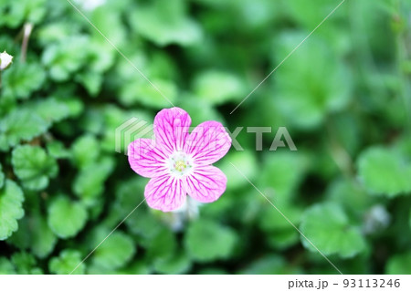 ピンク色の花弁に独特の筋が入ったヒメフウロソウ(姫風露草) ピンク色の花弁に独特の筋が入ったヒメフウロソウ(姫風露草) 93113246