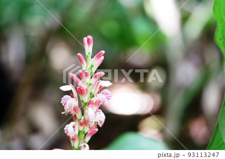 ハナミョウガ(花茗荷)の咲き始め 花と蕾 ハナミョウガ(花茗荷)の咲き始め 花と蕾 93113247
