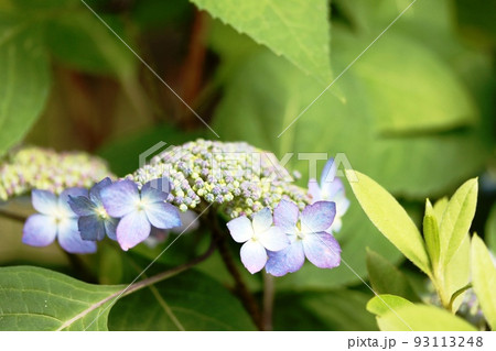 真花はまだ蕾 咲き始めのヤマアジサイ（山紫陽花） 93113248