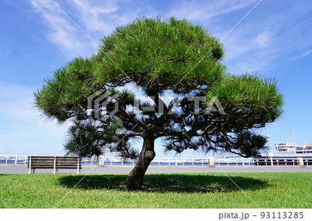 山下公園 クロマツ 93113285