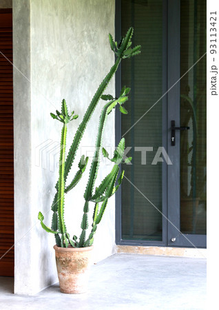 love with Malayan spurge tree cactus love with Malayan spurge tree cactus 93113421