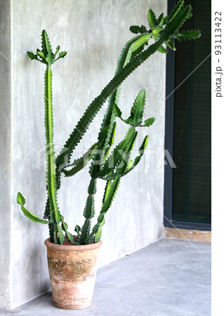love with Malayan spurge tree cactus love with Malayan spurge tree cactus 93113422