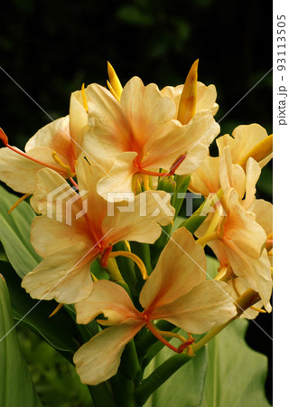 ジンジャーリリー(ヘディキウム)のサーモン色の花が爽やかで美しい ジンジャーリリー(ヘディキウム)のサーモン色の花が爽やかで美しい 93113505