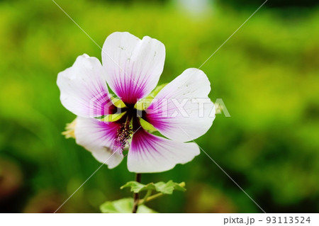 白い花弁の付根が鮮やかな紫色 ラバテラ・バイカラー 93113524