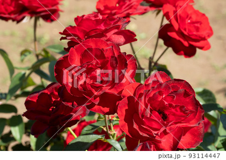 赤いバラの花 93114447