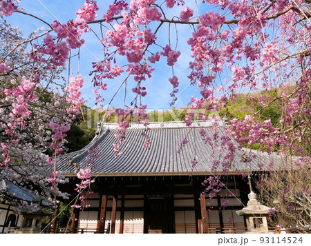 広島県竹原市 春の照蓮寺 広島県竹原市 春の照蓮寺 93114524