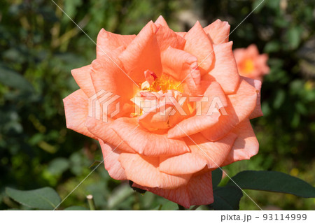 だいだい色のバラの花 だいだい色のバラの花 93114999