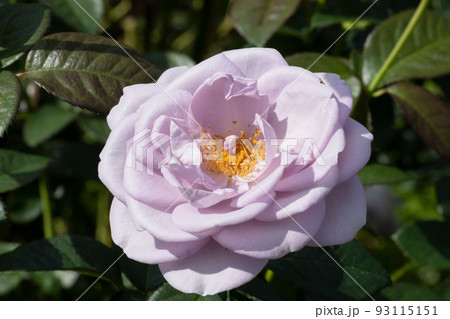 紫のバラの花 紫のバラの花 93115151