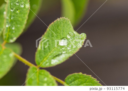雨上がりの植物・マクロ撮影 雨上がりの植物・マクロ撮影 93115774