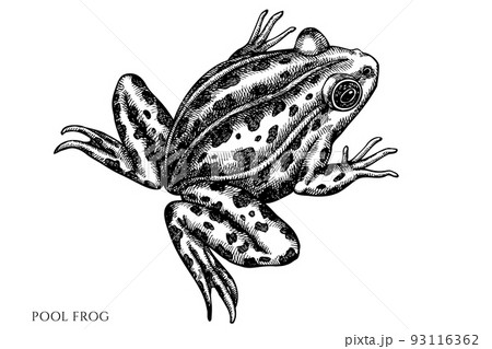 Mysterious forest vintage vector illustrations collection. Black and white pool frog. Mysterious forest vintage vector illustrations collection. Black and white pool frog. 93116362