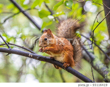 The squirrel with nut sits on tree in the autumn. Eurasian red squirrel, Sciurus vulgaris. The squirrel with nut sits on tree in the autumn. Eurasian red squirrel, Sciurus vulgaris. 93116419