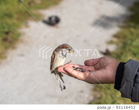A woman feeds a tit from the palm of her hand. A woman feeds a tit from the palm of her hand. 93116452
