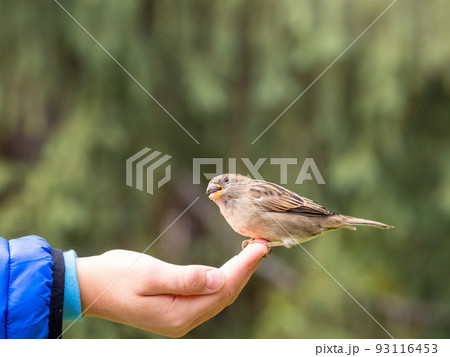 The boy feeds the birds with seeds from his hand. Sparrow eats seeds from the boy's hand The boy feeds the birds with seeds from his hand. Sparrow eats seeds from the boy's hand 93116453