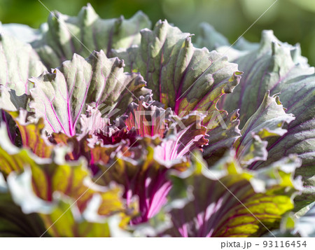 Close up of endless field with green leaves and purple veins of red cabbage plants. Close up of endless field with green leaves and purple veins of red cabbage plants. 93116454