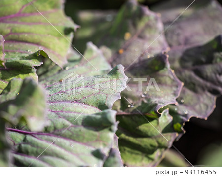 Close up of endless field with green leaves and purple veins of red cabbage plants. 93116455