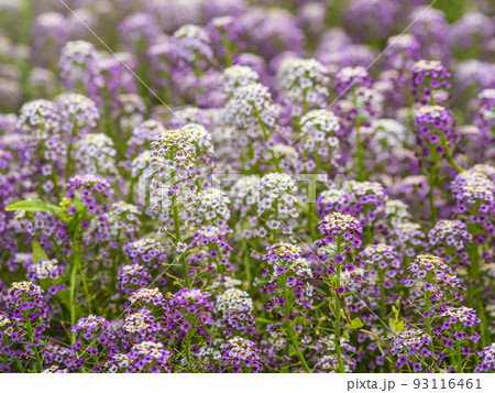 Dainty purple and white flowers of Lobularia maritima Alyssum maritimum, sweet alyssum or sweet alison 93116461