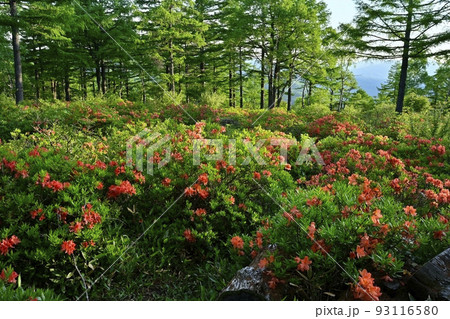 湯の丸高原つつじ平の花咲くレンゲツツジ群生地 湯の丸高原つつじ平の花咲くレンゲツツジ群生地 93116580