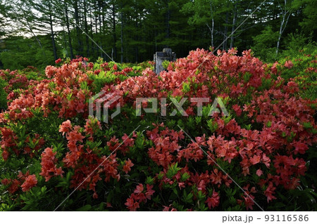 湯の丸高原つつじ平の花咲くレンゲツツジ群生地 湯の丸高原つつじ平の花咲くレンゲツツジ群生地 93116586