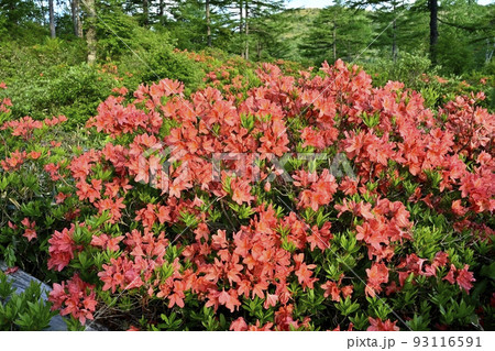 湯の丸高原つつじ平の花咲くレンゲツツジ群生地 93116591