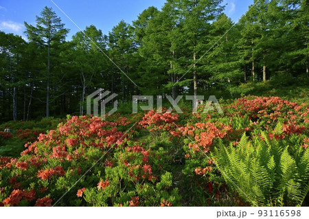 湯の丸高原つつじ平の花咲くレンゲツツジ群生地 93116598
