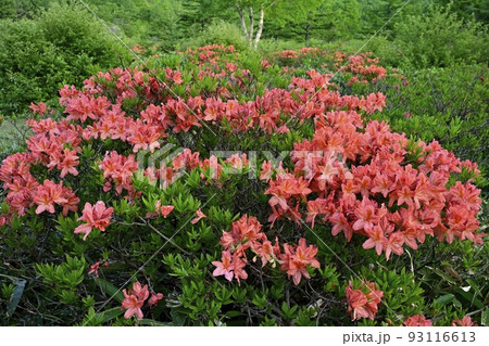 湯の丸高原つつじ平の花咲くレンゲツツジ群生地 湯の丸高原つつじ平の花咲くレンゲツツジ群生地 93116613