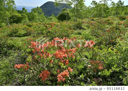 湯の丸高原つつじ平の花咲くレンゲツツジ群生地 93116632