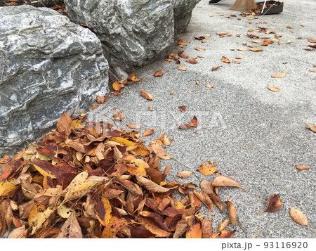 落ち葉 93116920