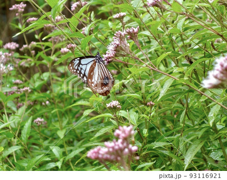 アサギマダラとフジバカマ アサギマダラとフジバカマ 93116921