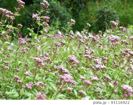 フジバカマ フジバカマ 93116922