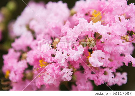 サルスベリの花をクローズアップ 93117007