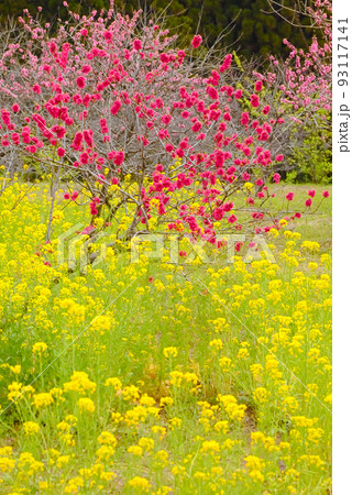 満開の紅桃と菜の花　触田「花ももの里」 93117141