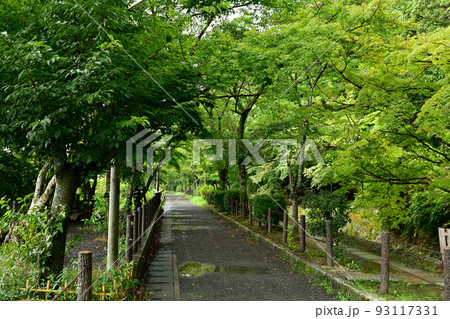 京都・哲学の道 京都・哲学の道 93117331