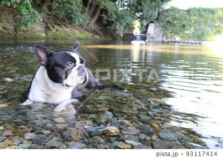 川遊びの人気スポットときがわ町の都幾川の浅瀬で気持ち良く里山を眺める可愛いボストンテリアのマイティ君 93117414