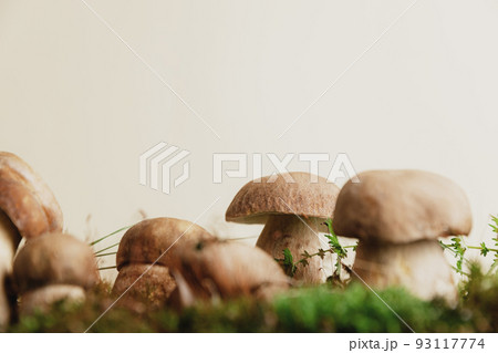 Composition with editable boletus edulis mushrooms on green moss or grass isolated on studio pastel beige background. Closeup on wild edible white porcini, cep. Copy space. Organic natural forest food 93117774