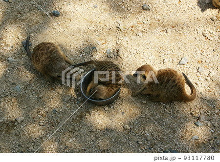 ゴハンを独り占めするミーアキャット ゴハンを独り占めするミーアキャット 93117780