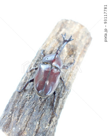 カブトムシ　夏休み　子供 93117781