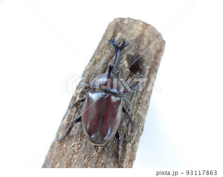 カブトムシ 夏休み 子供 カブトムシ 夏休み 子供 93117863
