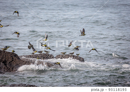 照ヶ崎海岸に海水を飲みに来るアオバト（神奈川県大磯町） 93118193