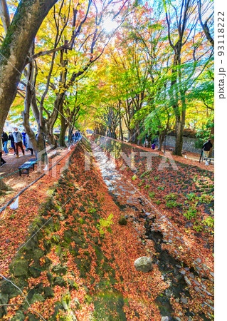 秋の山梨県　もみじ回廊の紅葉 93118222