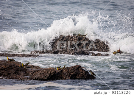 荒波とアオバト（神奈川県大磯町照ヶ崎海岸） 93118226