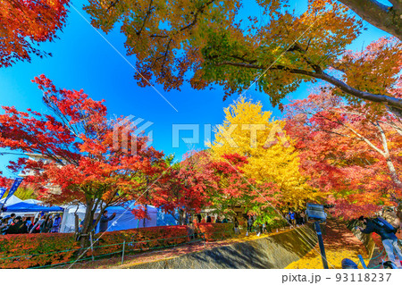 秋の山梨県 もみじ回廊の紅葉 秋の山梨県 もみじ回廊の紅葉 93118237