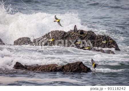 群れで飛来して海水を飲むアオバト（神奈川県大磯町照ヶ崎海岸） 93118242