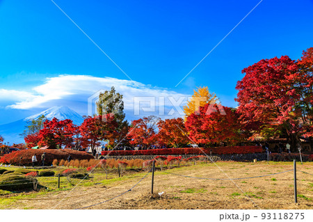 秋の山梨県　もみじ回廊の紅葉 93118275