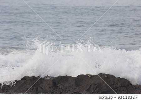 海水を飲みに来るアオバト（神奈川県大磯町照ヶ崎海岸） 93118327