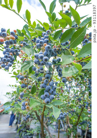 新品日本製 ブルーベリーの木の通販 '｜ラクマ