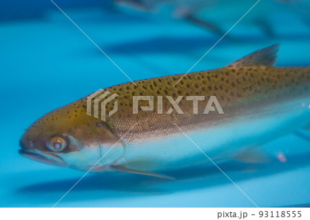 支笏湖ビジターセンター　ヒメマス水槽の魚（北海道千歳市支笏湖） 93118555