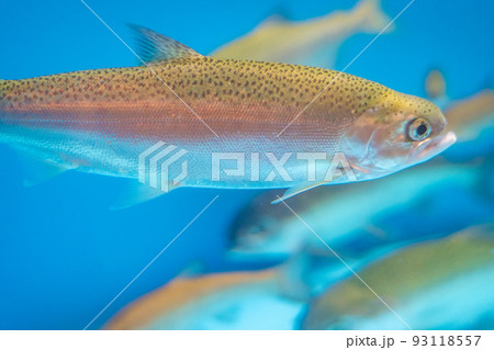 支笏湖ビジターセンター ヒメマス水槽の魚(北海道千歳市支笏湖) 支笏湖ビジターセンター ヒメマス水槽の魚(北海道千歳市支笏湖) 93118557